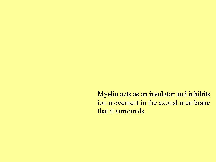 Myelin acts as an insulator and inhibits ion movement in the axonal membrane that