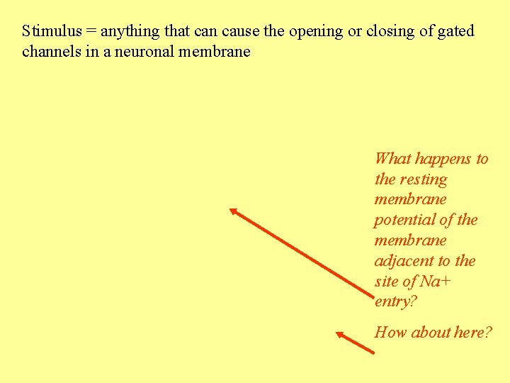 Stimulus = anything that can cause the opening or closing of gated channels in