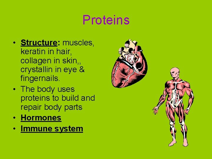 Proteins • Structure: muscles, keratin in hair, collagen in skin, , crystallin in eye