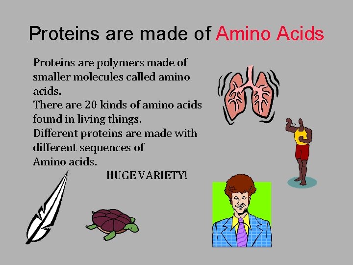 Proteins are made of Amino Acids Proteins are polymers made of smaller molecules called