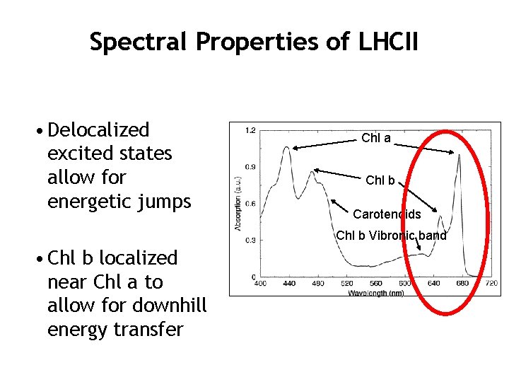 Spectral Properties of LHCII • Delocalized excited states allow for energetic jumps Chl a