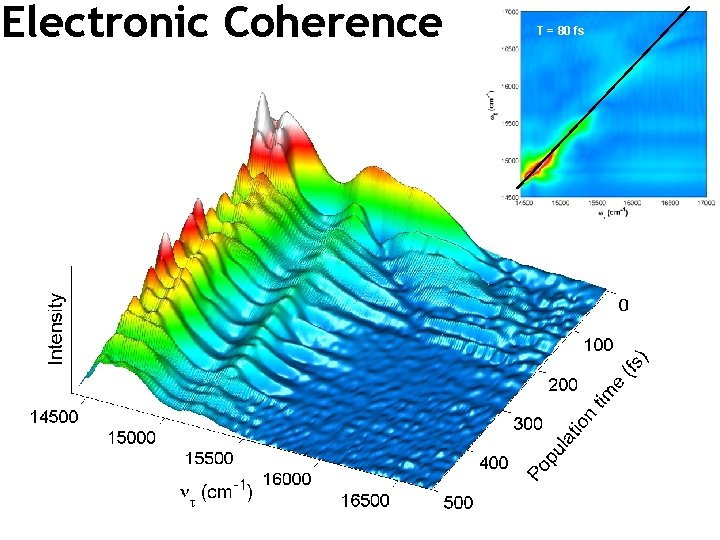 Electronic Coherence T = 80 fs 