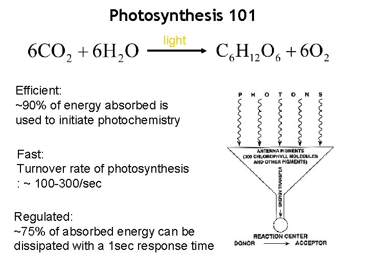 Photosynthesis 101 light Efficient: ~90% of energy absorbed is used to initiate photochemistry Fast: