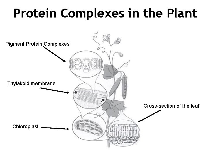 Protein Complexes in the Plant Pigment Protein Complexes Thylakoid membrane Cross-section of the leaf