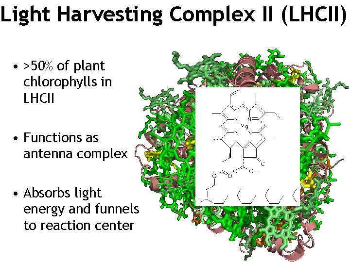 Light Harvesting Complex II (LHCII) • >50% of plant chlorophylls in LHCII • Functions