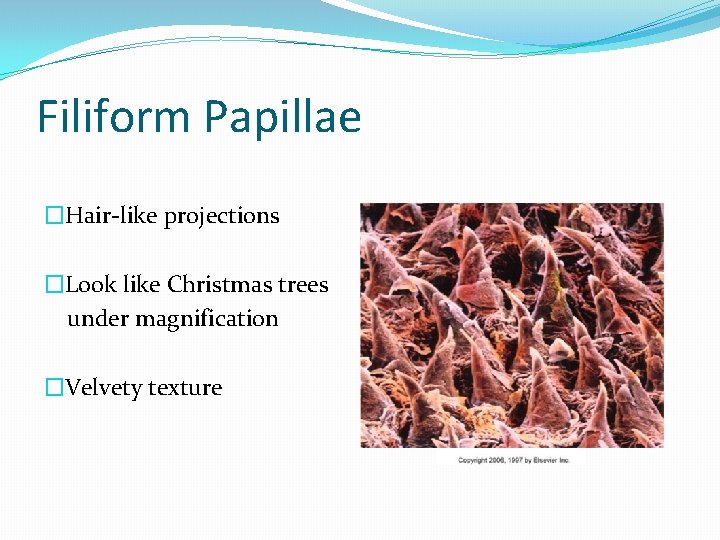 Filiform Papillae �Hair-like projections �Look like Christmas trees under magnification �Velvety texture 