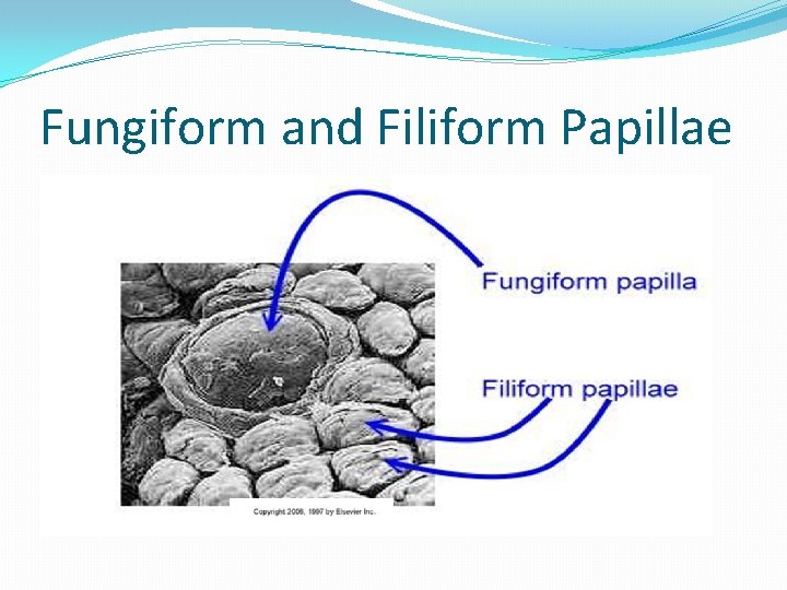 Fungiform and Filiform Papillae 