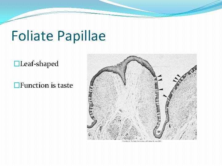 Foliate Papillae �Leaf-shaped �Function is taste 