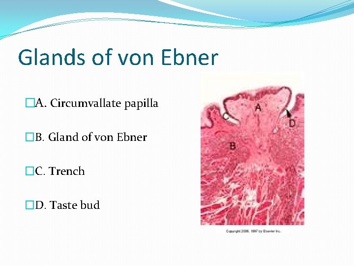 Glands of von Ebner �A. Circumvallate papilla �B. Gland of von Ebner �C. Trench