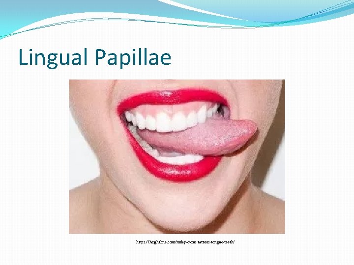 Lingual Papillae https: //heightline. com/miley-cyrus-tattoos-tongue-teeth/ 