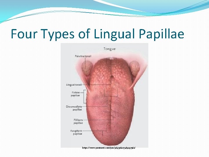 Four Types of Lingual Papillae https: //www. pinterest. com/pin/363736107383937561/ 