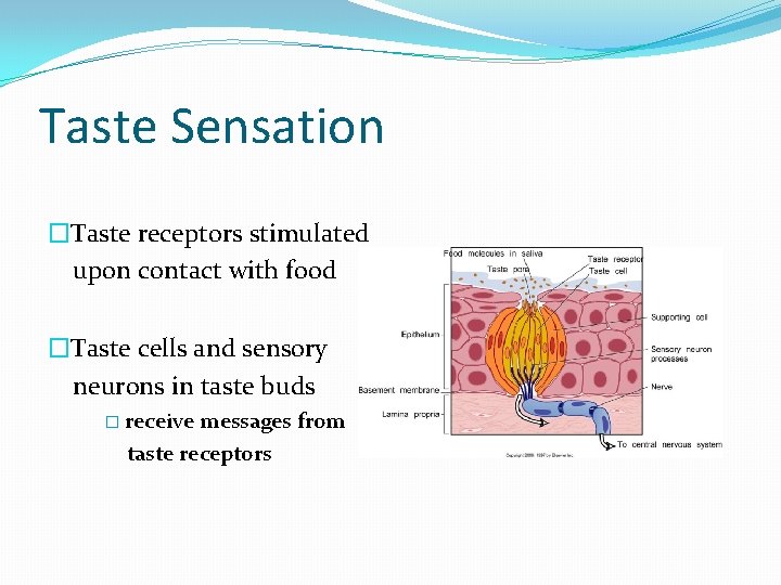 Taste Sensation �Taste receptors stimulated upon contact with food �Taste cells and sensory neurons