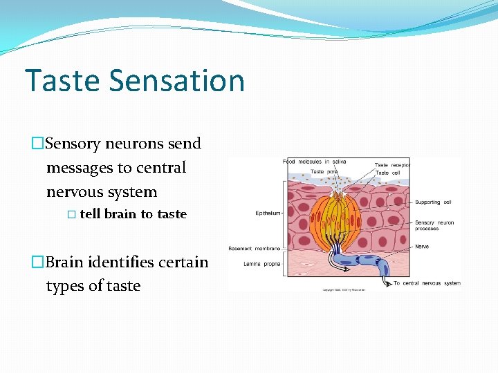 Taste Sensation �Sensory neurons send messages to central nervous system � tell brain to