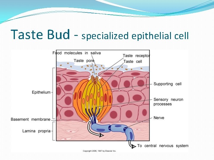 Taste Bud - specialized epithelial cell 