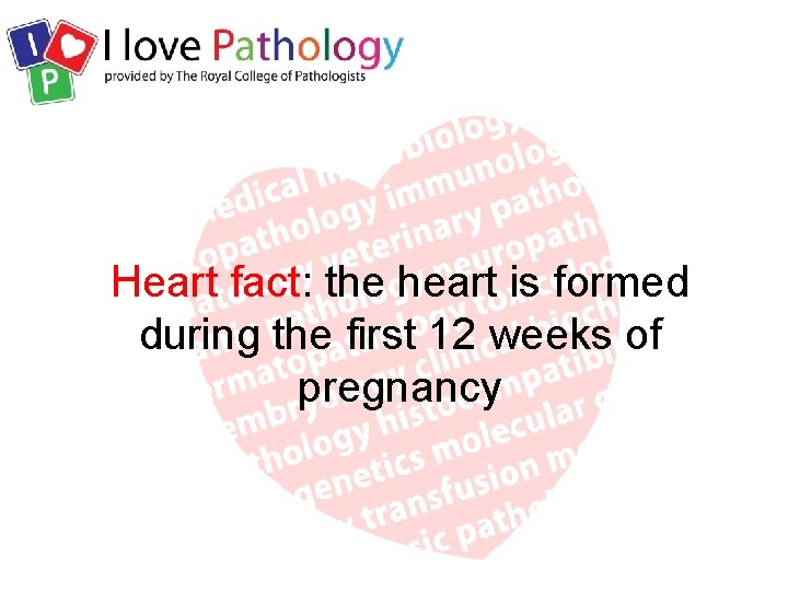 Heart fact: the heart is formed during the first 12 weeks of pregnancy 