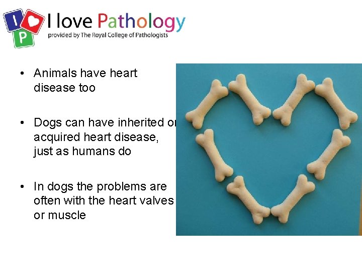  • Animals have heart disease too • Dogs can have inherited or acquired