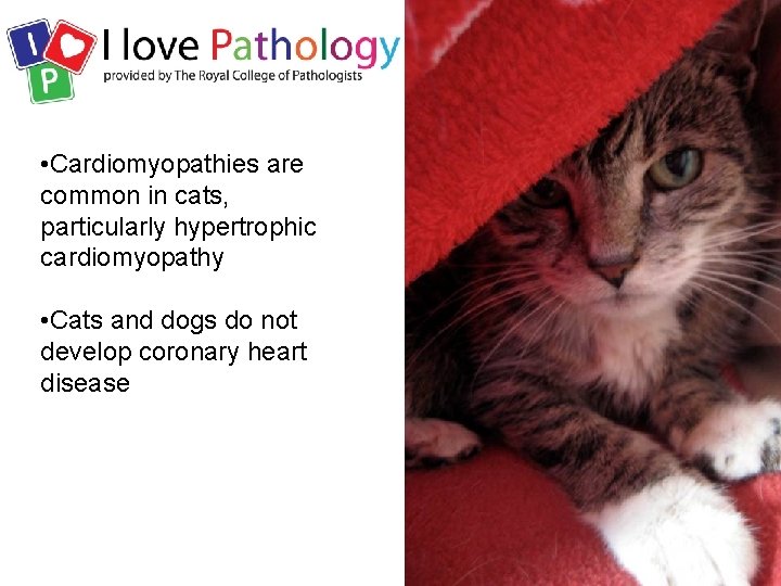  • Cardiomyopathies are common in cats, particularly hypertrophic cardiomyopathy • Cats and dogs