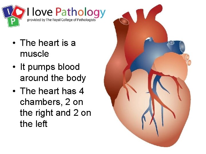  • The heart is a muscle • It pumps blood around the body