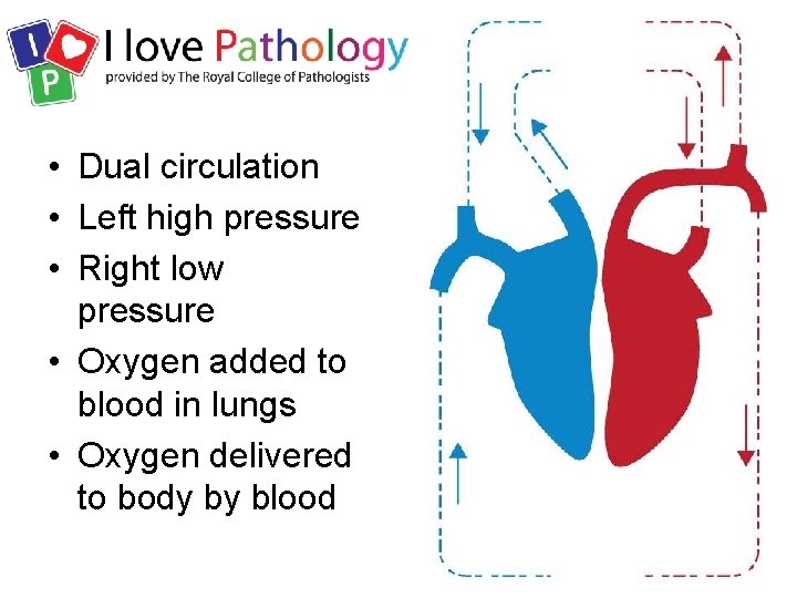  • Dual circulation • Left high pressure • Right low pressure • Oxygen