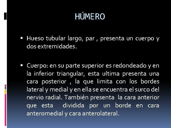 HÚMERO Hueso tubular largo, par , presenta un cuerpo y dos extremidades. Cuerpo: en