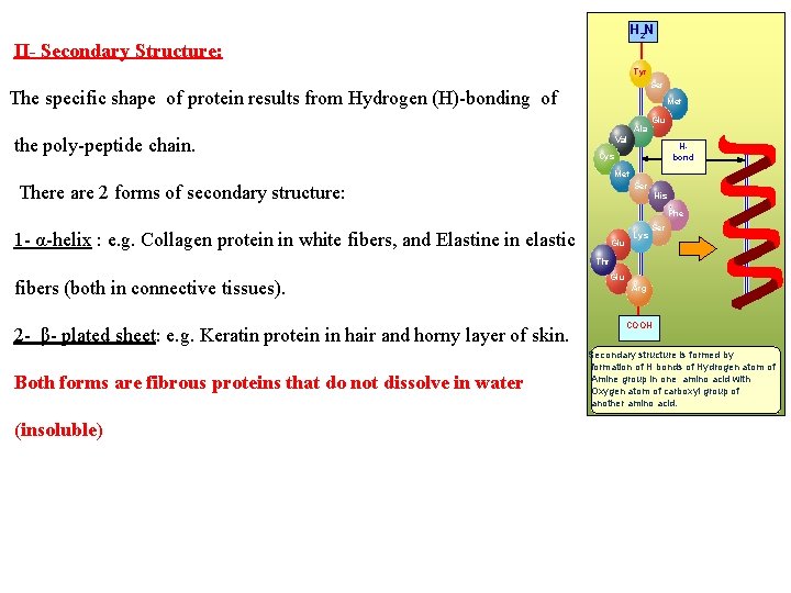 H 2 N II- Secondary Structure: Tyr Ser The specific shape of protein results
