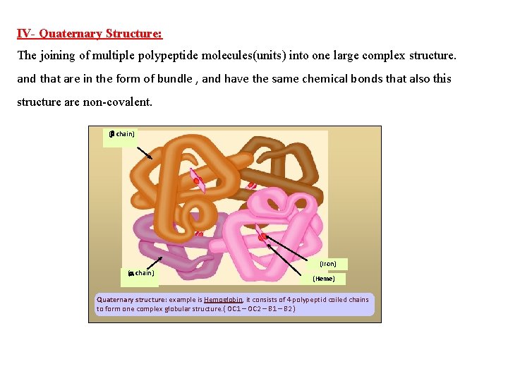 IV- Quaternary Structure: The joining of multiple polypeptide molecules(units) into one large complex structure.