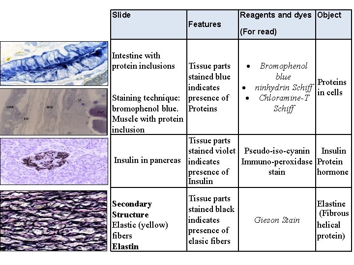 Slide Reagents and dyes Object Features (For read) Intestine with protein inclusions Tissue parts