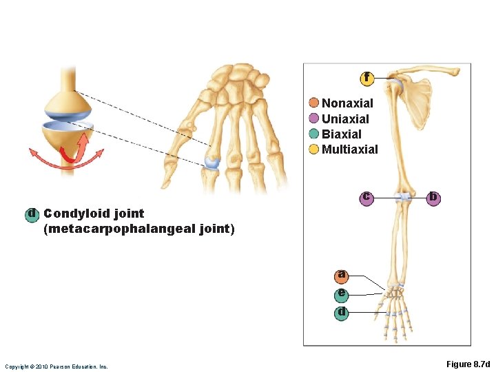 f Nonaxial Uniaxial Biaxial Multiaxial c d Condyloid joint (metacarpophalangeal joint) b a e