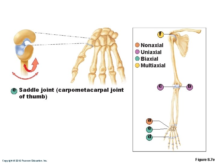 f Nonaxial Uniaxial Biaxial Multiaxial c e Saddle joint (carpometacarpal joint of thumb) b