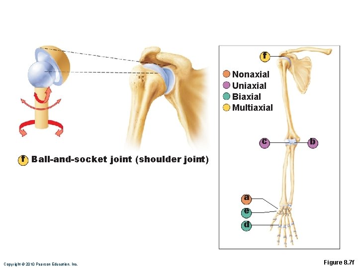 f Nonaxial Uniaxial Biaxial Multiaxial c b f Ball-and-socket joint (shoulder joint) a e