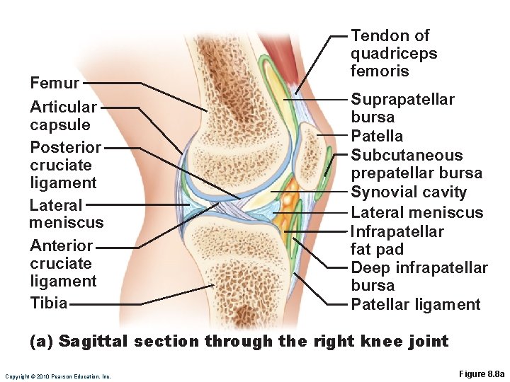 Femur Articular capsule Posterior cruciate ligament Lateral meniscus Anterior cruciate ligament Tibia Tendon of