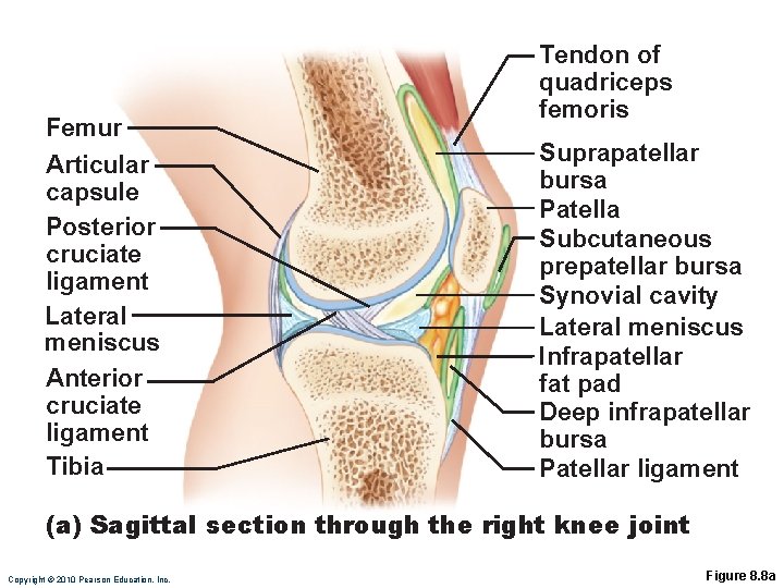 Femur Articular capsule Posterior cruciate ligament Lateral meniscus Anterior cruciate ligament Tibia Tendon of Femur Articular capsule Posterior cruciate ligament Lateral meniscus Anterior cruciate ligament Tibia Tendon of
