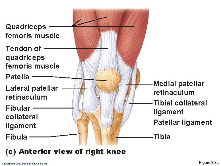 Quadriceps femoris muscle Tendon of quadriceps femoris muscle Patella Lateral patellar retinaculum Fibular collateral Quadriceps femoris muscle Tendon of quadriceps femoris muscle Patella Lateral patellar retinaculum Fibular collateral