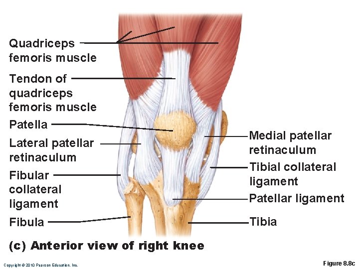 Quadriceps femoris muscle Tendon of quadriceps femoris muscle Patella Lateral patellar retinaculum Fibular collateral