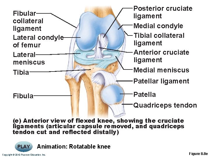 Fibular collateral ligament Lateral condyle of femur Lateral meniscus Tibia Posterior cruciate ligament Medial