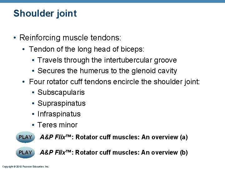 Shoulder joint • Reinforcing muscle tendons: • Tendon of the long head of biceps: