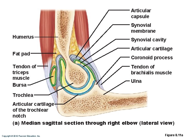 Articular capsule Synovial membrane Humerus Fat pad Tendon of triceps muscle Bursa Synovial cavity