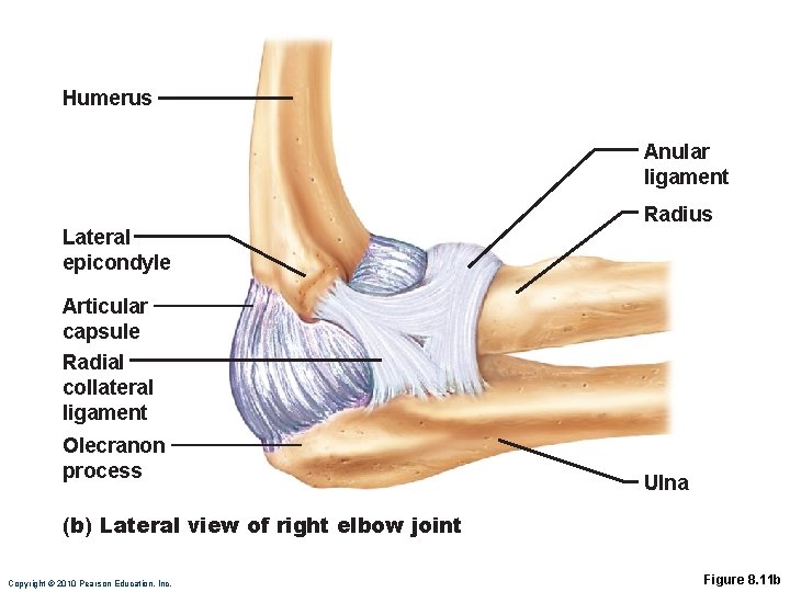 Humerus Anular ligament Lateral epicondyle Radius Articular capsule Radial collateral ligament Olecranon process Ulna Humerus Anular ligament Lateral epicondyle Radius Articular capsule Radial collateral ligament Olecranon process Ulna