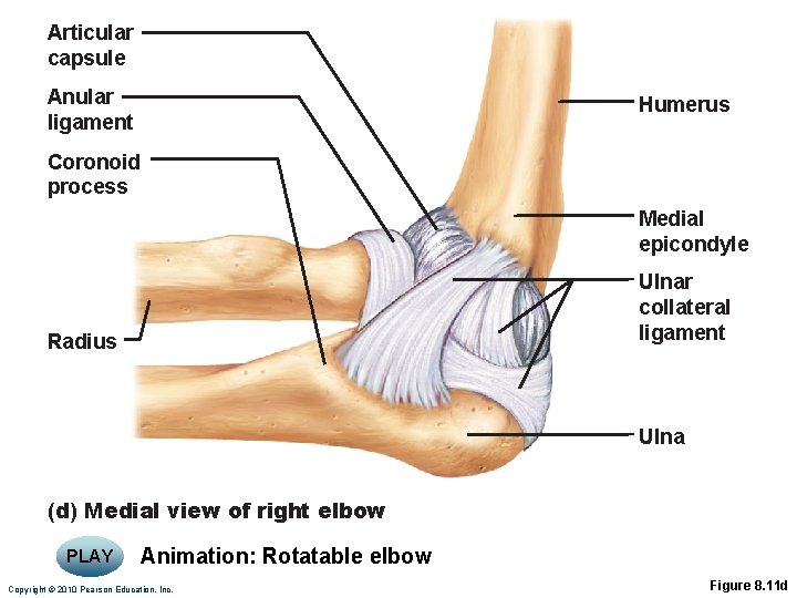 Articular capsule Anular ligament Humerus Coronoid process Medial epicondyle Ulnar collateral ligament Radius Ulna