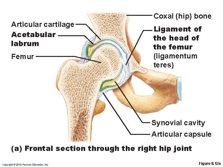 Articular cartilage Acetabular labrum Femur Coxal (hip) bone Ligament of the head of the Articular cartilage Acetabular labrum Femur Coxal (hip) bone Ligament of the head of the