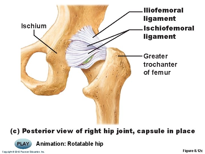 Ischium Iliofemoral ligament Ischiofemoral ligament Greater trochanter of femur (c) Posterior view of right