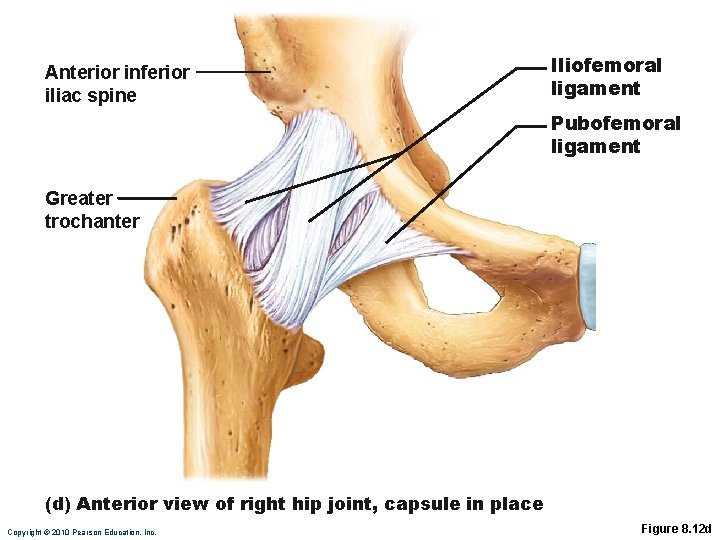 Anterior inferior iliac spine Iliofemoral ligament Pubofemoral ligament Greater trochanter (d) Anterior view of
