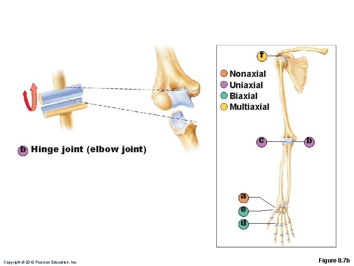 f Nonaxial Uniaxial Biaxial Multiaxial c b Hinge joint (elbow joint) b a e