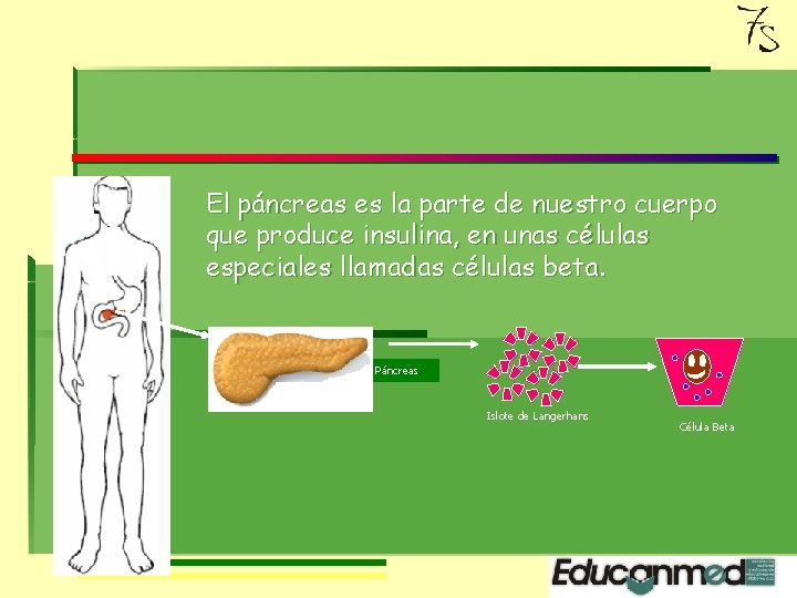 El páncreas es la parte de nuestro cuerpo que produce insulina, en unas células