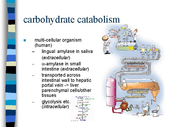 carbohydrate catabolism n multi-cellular organism (human) – lingual amylase in saliva (extracellular) – a-amylase