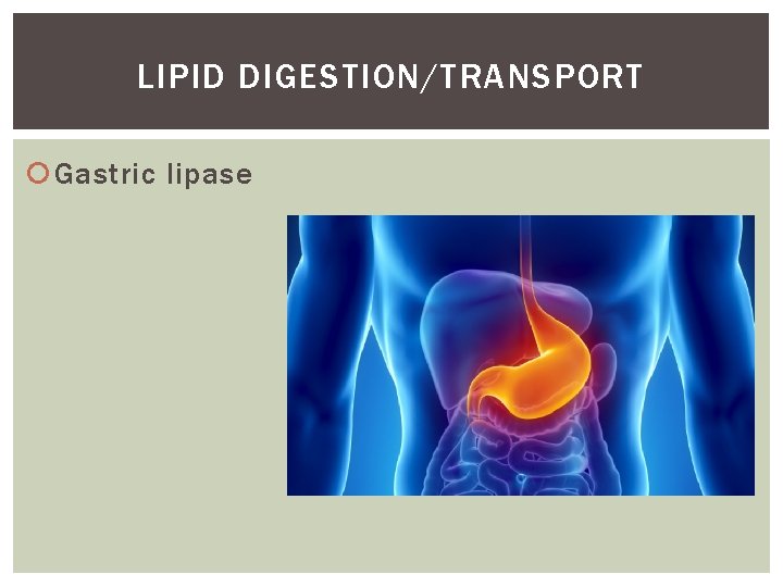 LIPID DIGESTION/TRANSPORT Gastric lipase 