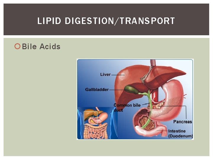 LIPID DIGESTION/TRANSPORT Bile Acids 