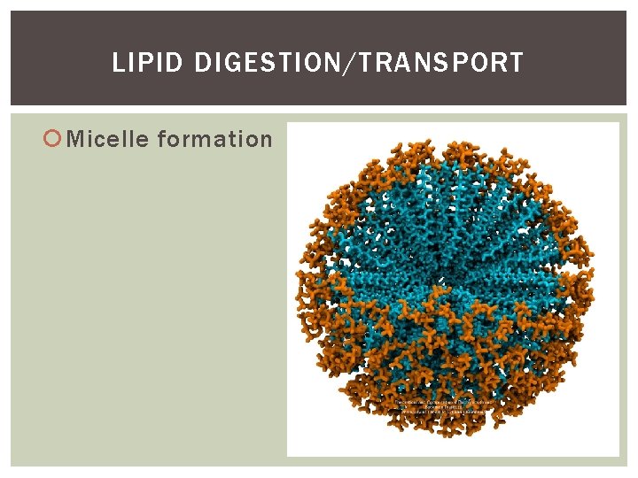 LIPID DIGESTION/TRANSPORT Micelle formation 