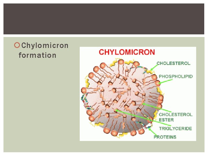  Chylomicron formation 