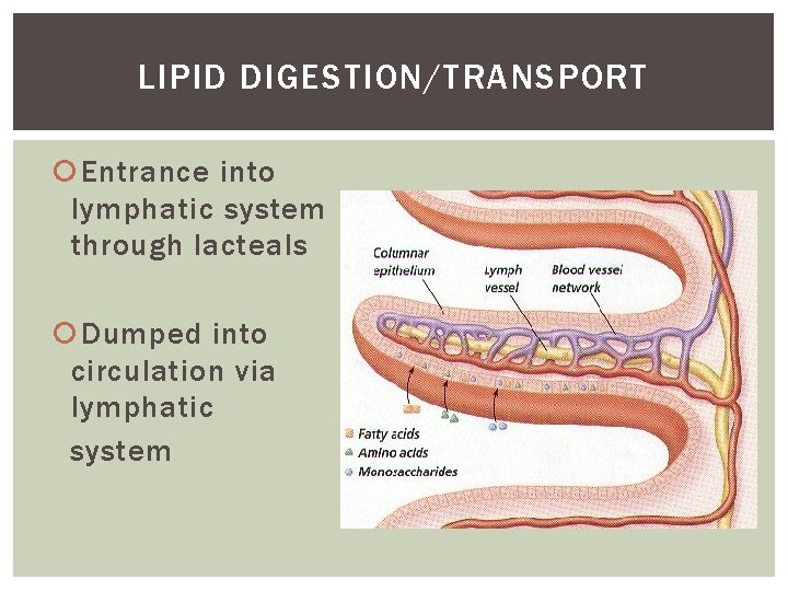 LIPID DIGESTION/TRANSPORT Entrance into lymphatic system through lacteals Dumped into circulation via lymphatic system